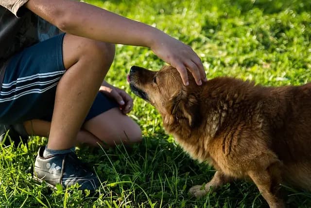 Jak wybrać idealne akcesoria dla swojego pupila w domu?