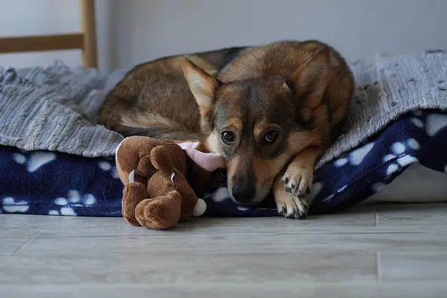 10 najważniejszych wskazówek jak przygotować dom na nowego pupila